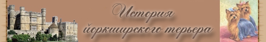 Йоркширский терьеры история породы