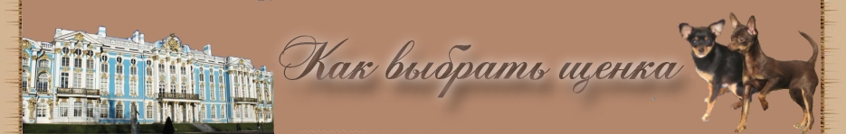 Русский той терьер как выбрать щенка