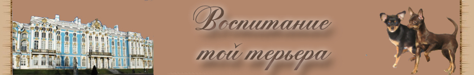 Русский той терьер воспитание