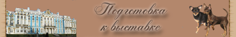 Русский той терьер подготовка к выставке