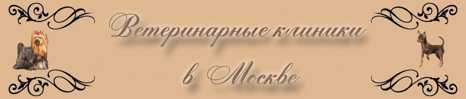 Йоркширский терьер ветклиники